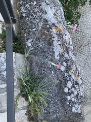 Dianthus