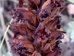 Orobanche foetida