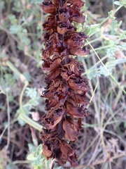 Orobanche foetida