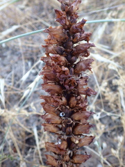 Orobanche foetida