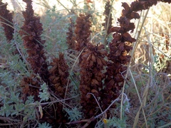Orobanche foetida