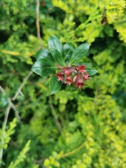 Escallonia rubra
