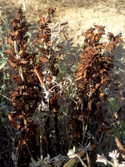 Orobanche foetida