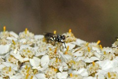 Thecophora propinqua