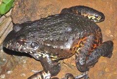 Leptodactylus labyrinthicus