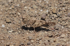 Trimerotropis occidentiloides