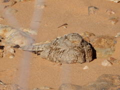 Caprimulgus aegyptius