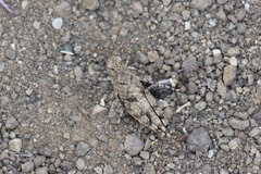 Trimerotropis occidentiloides