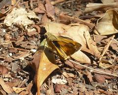 Polites vibex praeceps