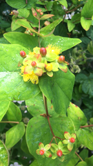 Hypericum androsaemum