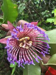 Passiflora laurifolia