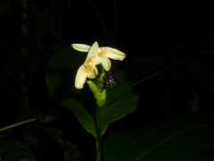 Goeppertia longiflora