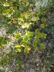 Euphorbia serrata