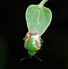 Plautia crossota