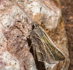 Atrytonopsis pittacus