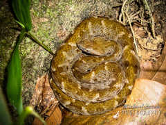 Bothrops atrox