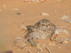 Caprimulgus aegyptius