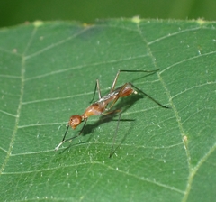 Grammicomyia