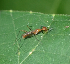 Grammicomyia