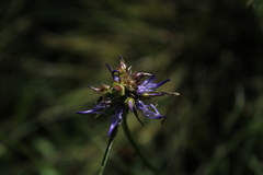 Phyteuma scheuchzeri