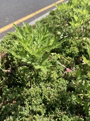 Artemisia vulgaris