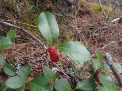 Gaultheria procumbens image