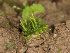 Anthoceros agrestis