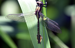 Gomphurus ventricosus