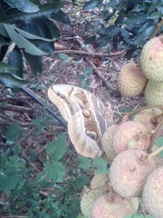 Eryphanis aesacus