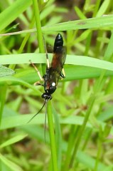 Ichneumon suspiciosus