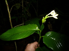 Goeppertia longiflora
