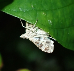 Sameodes
