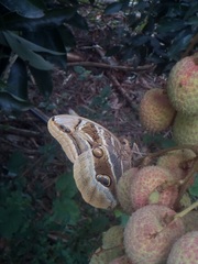 Eryphanis aesacus
