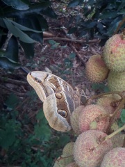 Eryphanis aesacus