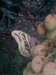 Eryphanis aesacus