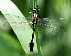 Gomphurus ventricosus