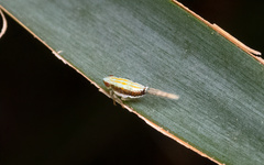 Thionia bullata