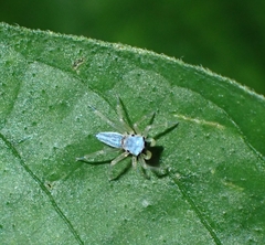 Phintella debilis