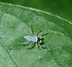 Phintella debilis