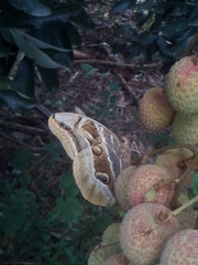 Eryphanis aesacus