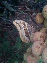 Eryphanis aesacus