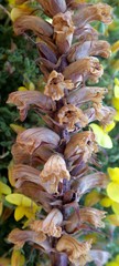 Orobanche litorea