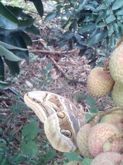 Eryphanis aesacus