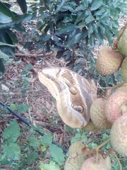 Eryphanis aesacus