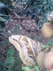 Eryphanis aesacus
