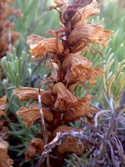 Orobanche litorea