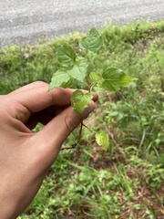 Circaea × intermedia