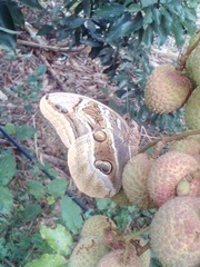 Eryphanis aesacus
