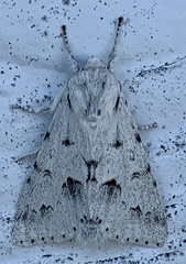 Acronicta vulpina