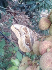 Eryphanis aesacus